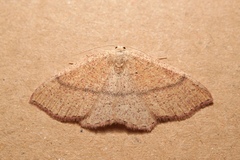 Cyclophora suppunctaria