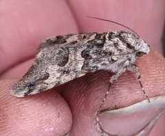 Drasteria adumbrata
