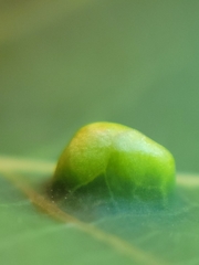 Phyllocoptes didelphis