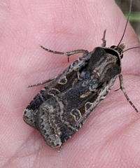Parabagrotis formalis