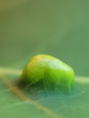 Phyllocoptes didelphis