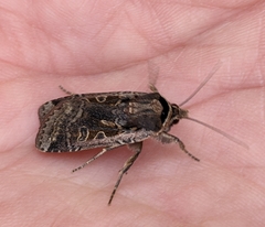 Parabagrotis formalis
