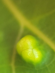 Phyllocoptes didelphis