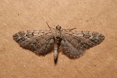 Eupithecia innotata