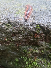 Pseudopolydesmus canadensis