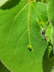 Phyllocoptes didelphis