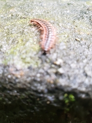 Pseudopolydesmus canadensis