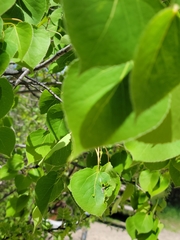 Phyllocoptes didelphis