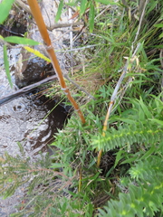 Bergbambos tessellata