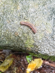 Pseudopolydesmus canadensis