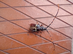 Trachyderes succinctus