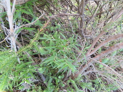 Bergbambos tessellata