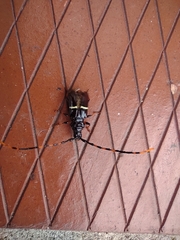 Trachyderes succinctus