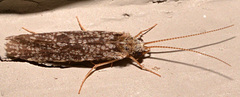 Polycentropus