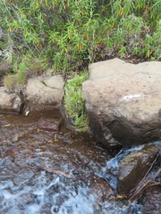 Bergbambos tessellata