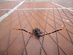 Trachyderes succinctus