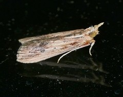 Ancylostomia stercorea