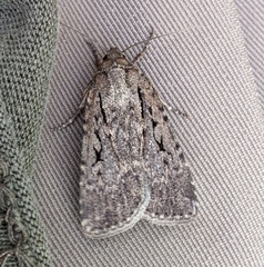 Spaelotis bicava