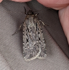 Spaelotis bicava