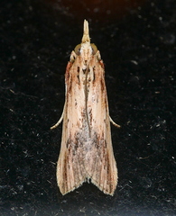 Ancylostomia stercorea