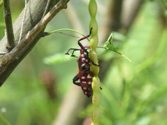 Pachylis neocalifornicus