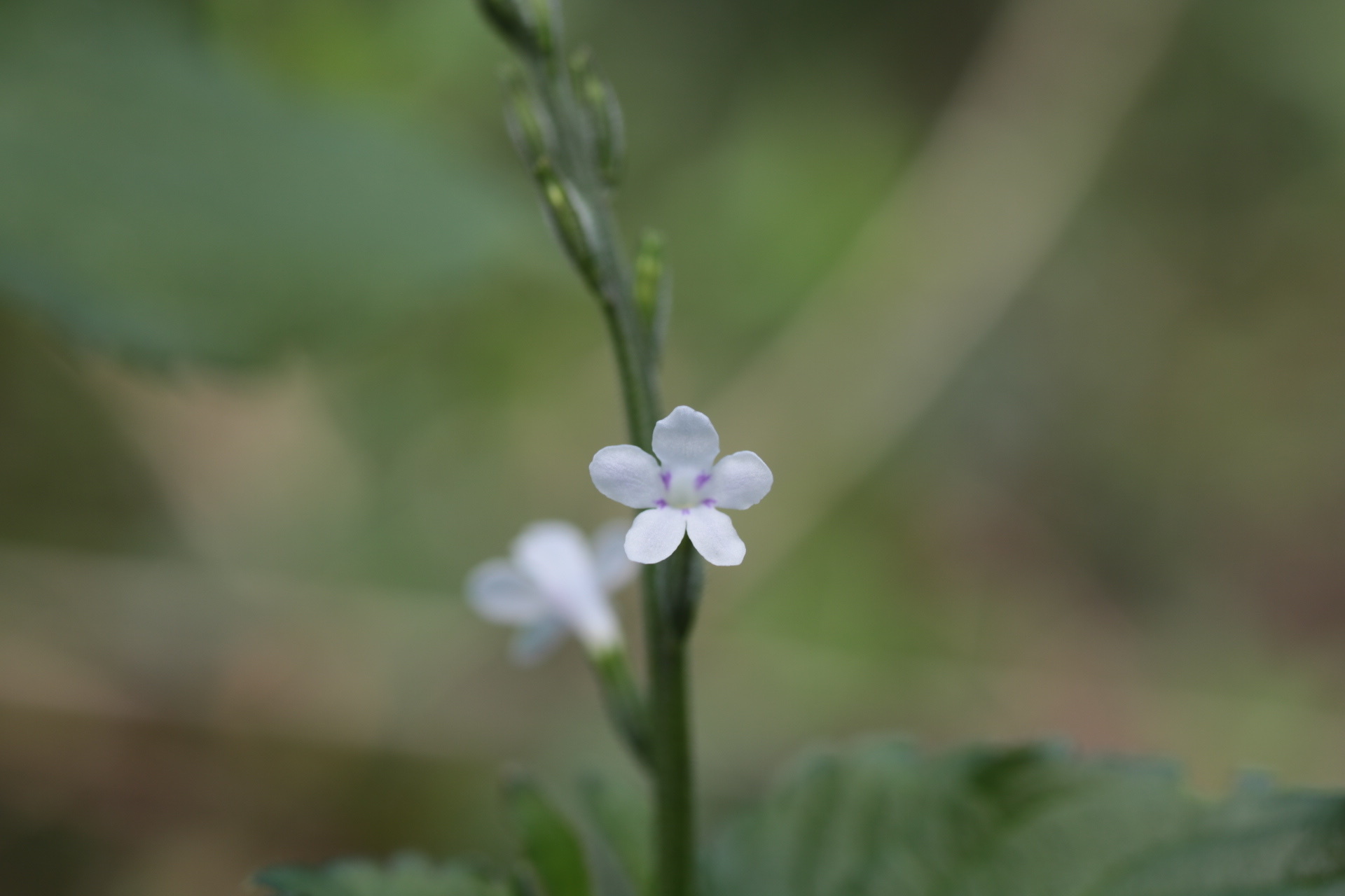 Imagem de Priva flabelliformis