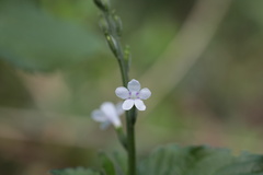 Priva flabelliformis