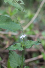 Priva flabelliformis