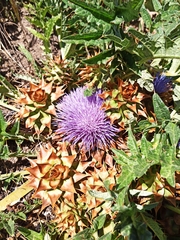 Cynara tournefortii