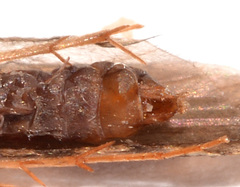 Polycentropus
