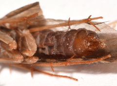 Polycentropus