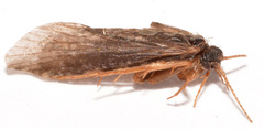 Polycentropus