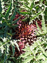 Cynara tournefortii