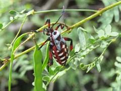 Pachylis neocalifornicus