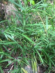 Phyllostachys edulis