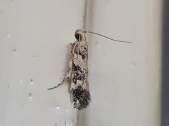 Nemapogon granella
