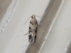 Nemapogon granella
