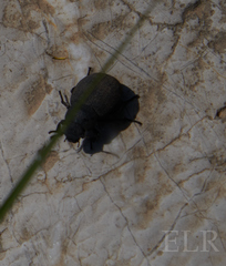 Phymatiotris quadricollis