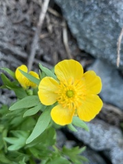 Ranunculus eschscholtzii suksdorfii