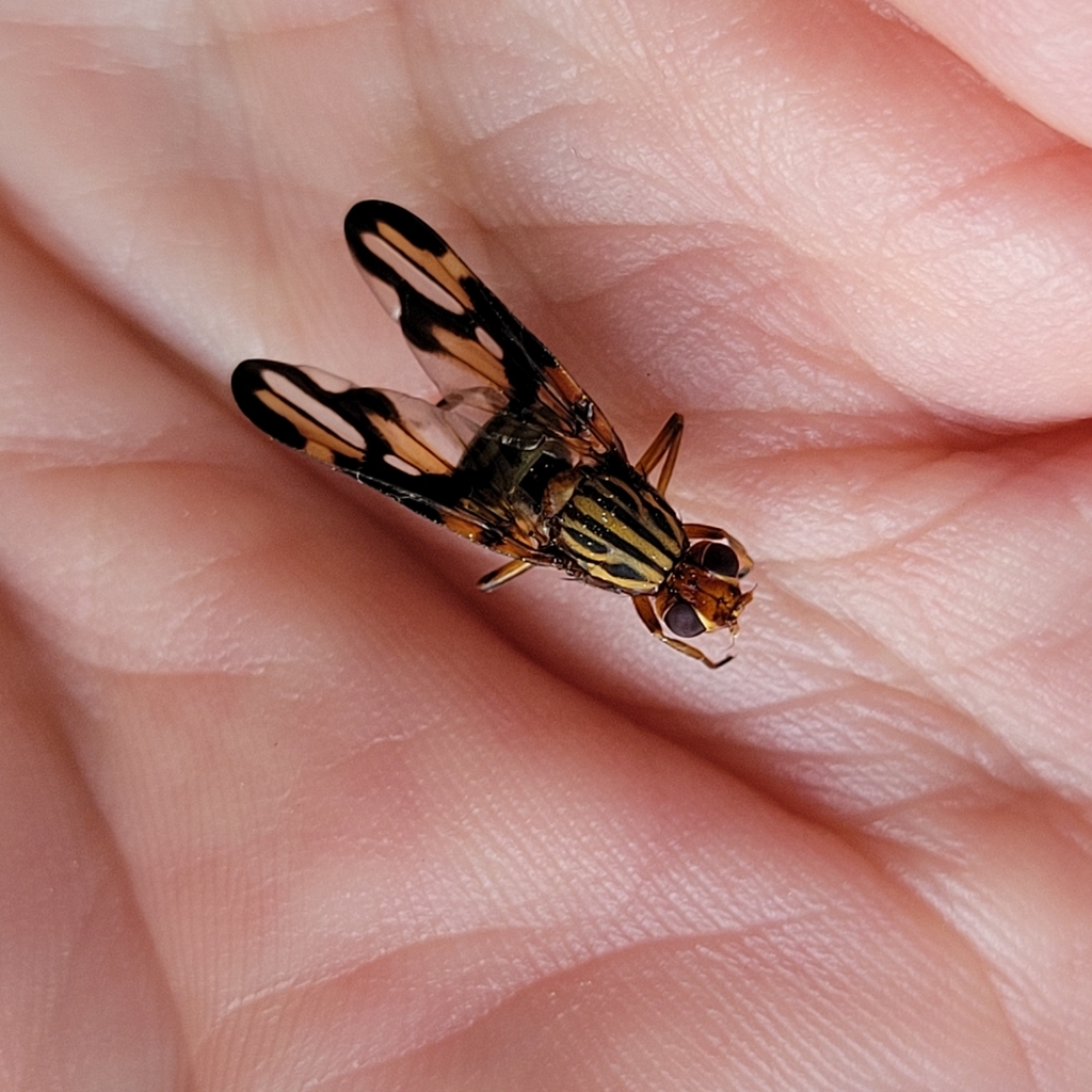 Idana marginata