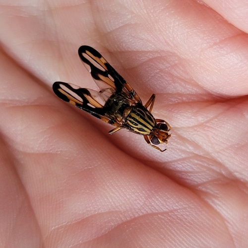Idana marginata