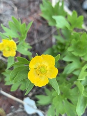 Ranunculus eschscholtzii suksdorfii