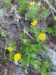 Ranunculus eschscholtzii suksdorfii