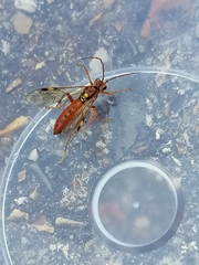 Tenthredopsis nassata