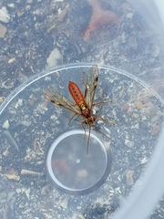 Tenthredopsis nassata