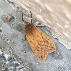 Pyrrharctia isabella