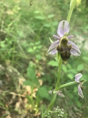 Ophrys scolopax