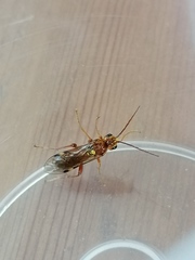 Tenthredopsis nassata