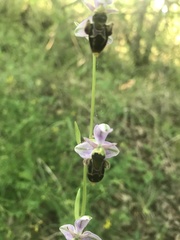 Ophrys scolopax