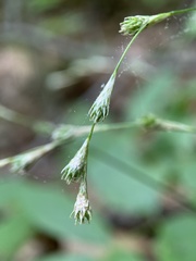 Carex tenera
